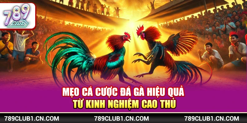 Mẹo Cá Cược Đá Gà Hiệu Quả Từ Kinh Nghiệm Cao Thủ